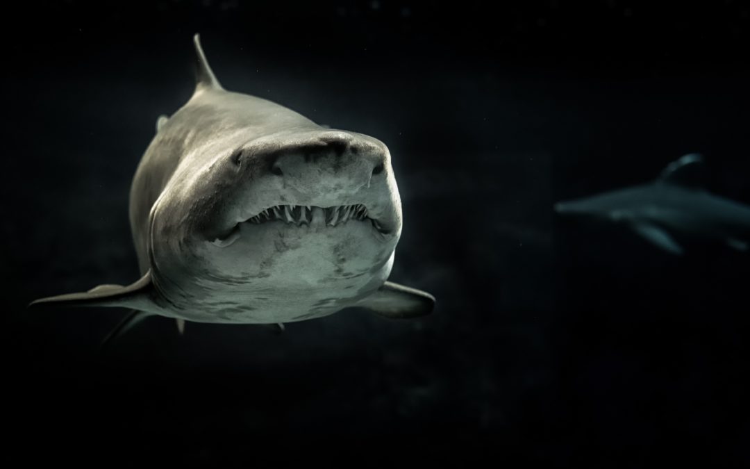 Shark Eat Shark: “Inflict pain” and “kill off” rivals!