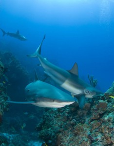 Shark Eat Shark: “Inflict pain” and “kill off” rivals!